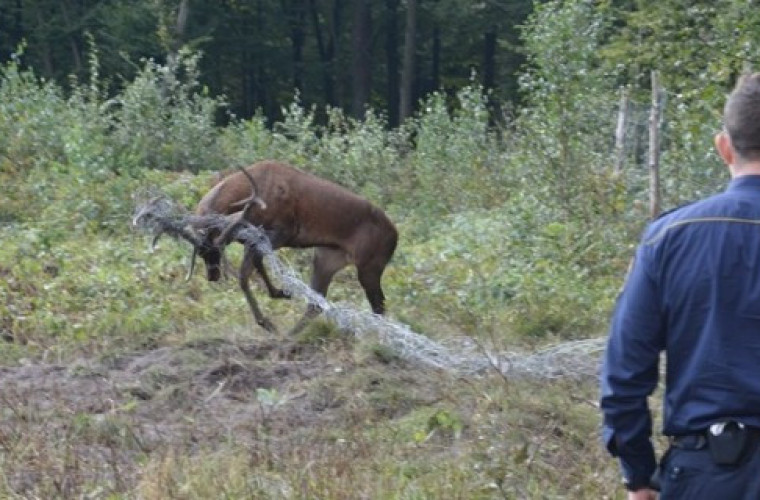 Krotoszyn. Strażnicy uratowali jelonka [ZDJĘCIA] - Zdjęcie główne