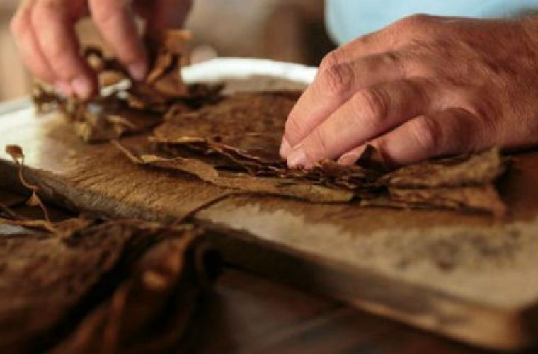 Chcą pomóc tym, którzy produkują tytoń - Zdjęcie główne