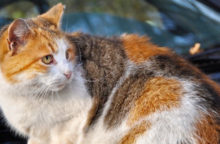 Weź udział w dokarmianiu kotów wolno żyjących - Zdjęcie główne