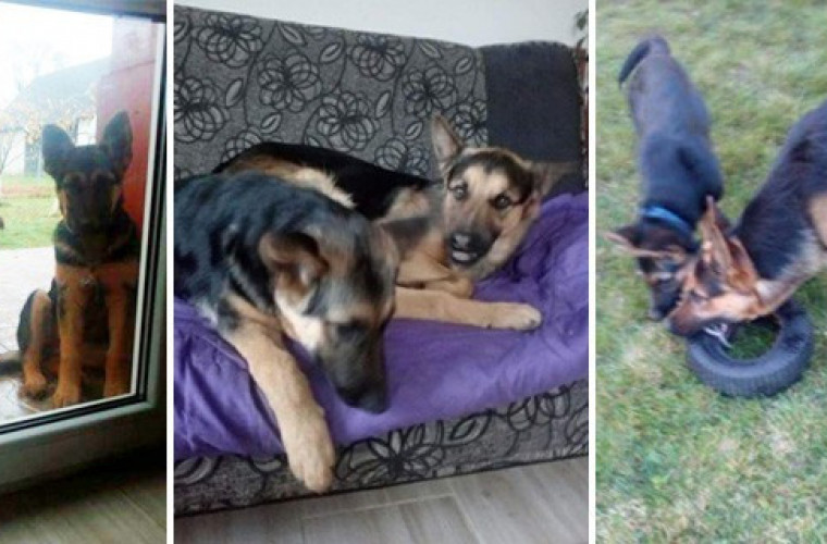 "Tytan" i "Sunia" zaginęły. Widzieliście? Pomóżcie - Zdjęcie główne