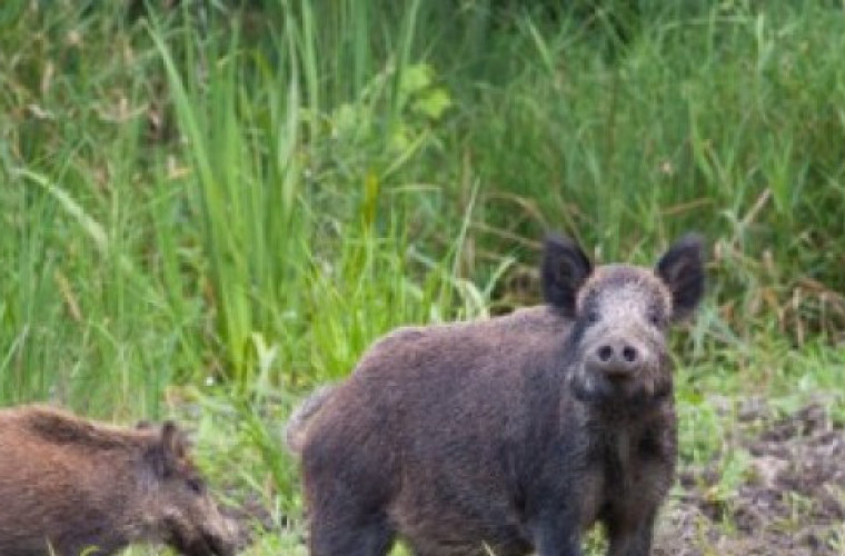 Odstrzał dzików w Wielkopolsce. 45 nowych przypadków ASF! [VIDEO] - Zdjęcie główne