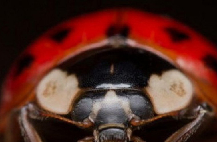 Biedronki atakują, uważaj! - Zdjęcie główne