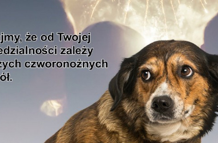 Zadbaj o zwierzęta w noc sylwestrową! - Zdjęcie główne