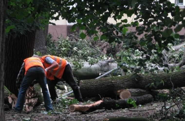 Krotoszyn. Niebezpiecznie w miejskich parkach [FOTO] - Zdjęcie główne