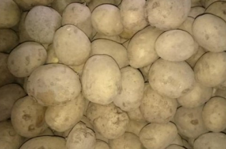 Ziemniaki gniją na potęgę. Jest też problem skrobią - Zdjęcie główne