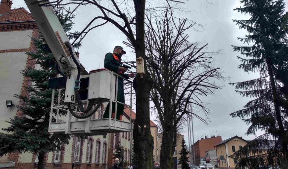 Powiat krotoszyński. Powiesili budki dla ptaków i nietoperzy