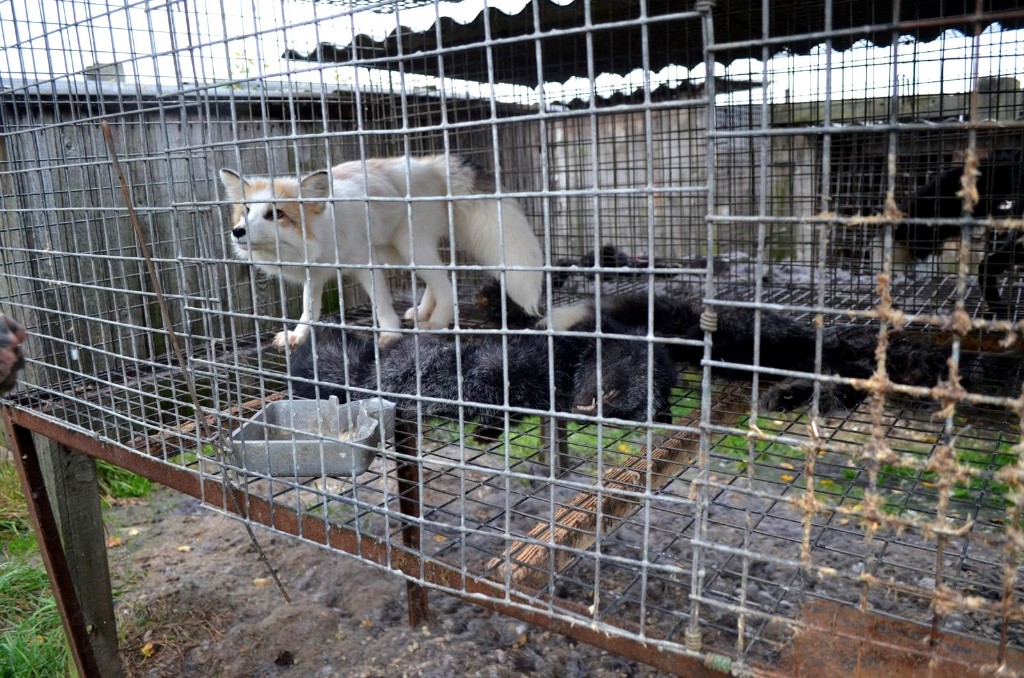 Interwencja obrońców zwierząt na fermie lisów pod Krotoszynem