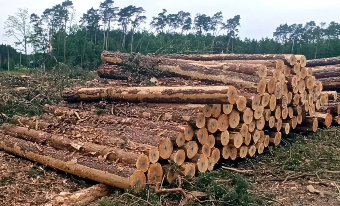 Gmina Krotoszyn wystawiła na sprzedaż drewno. Jakie i za ile? - Zdjęcie główne