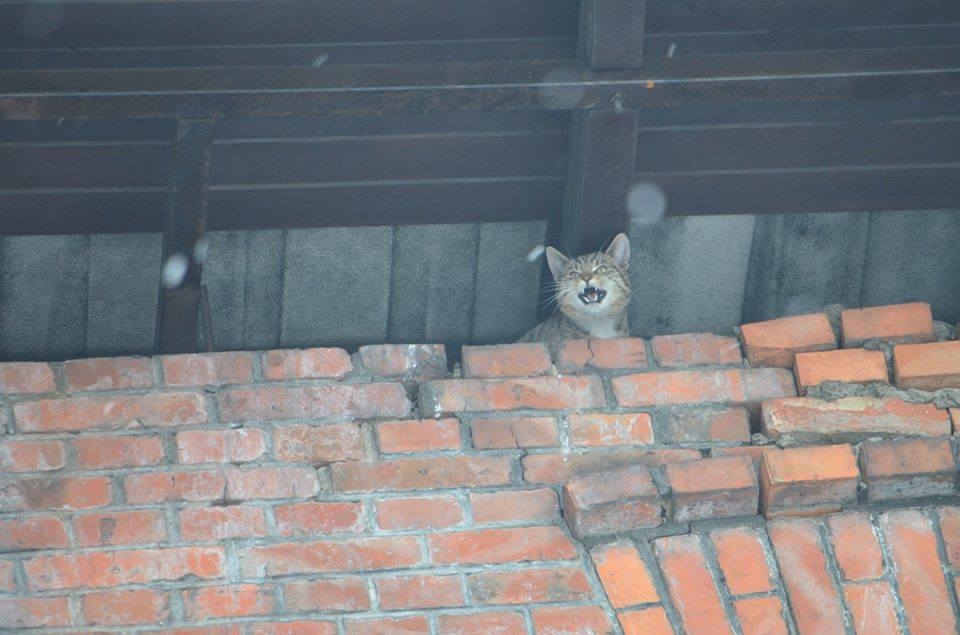 Krotoszyn. Strażacy uratowali kota uwięzionego w Browarze [FOTO] - Zdjęcie główne