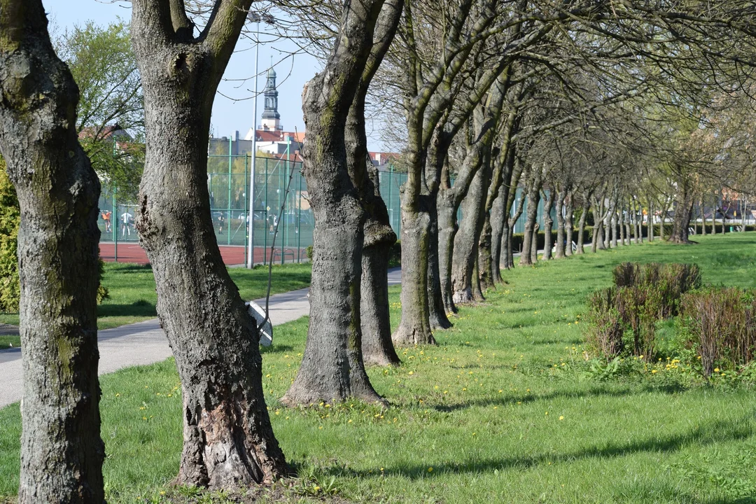 Krotoszyn. Planują rewitalizację Promenady. Wytną 22 drzewa i zasadzą nowe - Zdjęcie główne