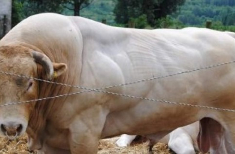 Chrustowo zarabia na bydle Blonde d’Aquitaine [ZDJĘCIA] - Zdjęcie główne