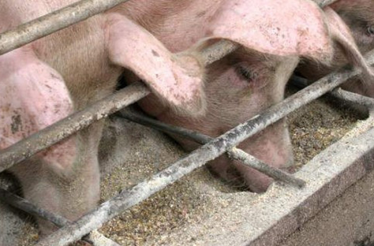 Oszukują cię na wadze żywca? - Zdjęcie główne