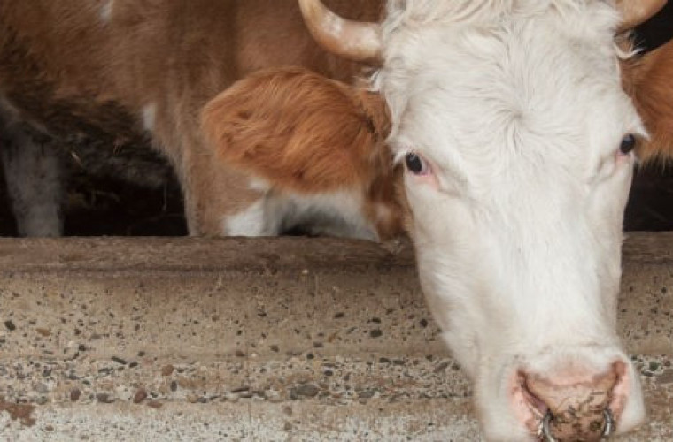 Szykuje się ostra walka o to, by nie wprowadzić zakazu uboju rytualnego - Zdjęcie główne