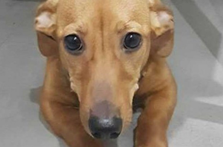 Koźmin Wlkp. Znaleziono psa - Zdjęcie główne