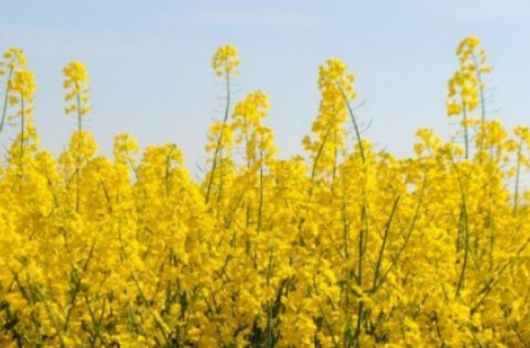  Nowe przepisy uderzą w producentów rzepaku? - Zdjęcie główne