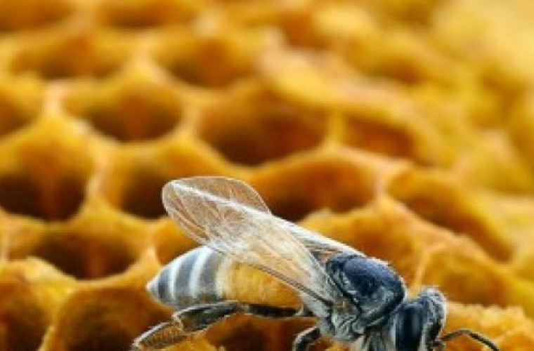 Dotacje do zakupu drzew - Zdjęcie główne