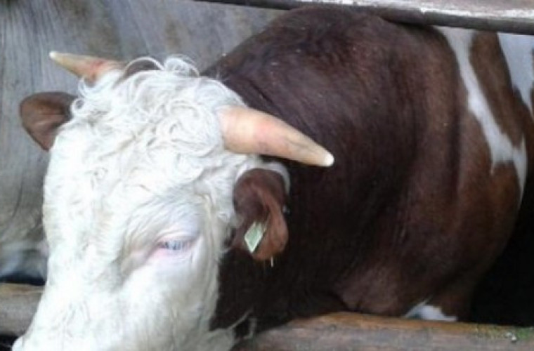 Ubój rytualny znów będzie zakazany? - Zdjęcie główne