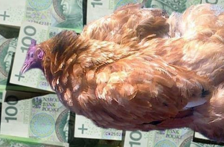 Kura miała podwoić pieniądze. Starsze małżeństwo oszukane! - Zdjęcie główne