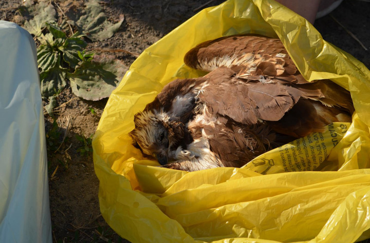 Gmina Krotoszyn. Znaleziono kolejne martwe ptaki. Policja szuka truciciela [FOTO] - Zdjęcie główne