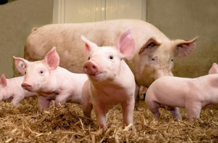 ASF. Czy zdrowe świnie muszą być ubijane? - Zdjęcie główne