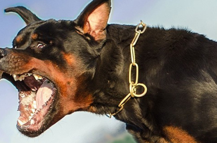 Rottweiler pogryzł 41-latka i zaatakował nastolatkę - Zdjęcie główne