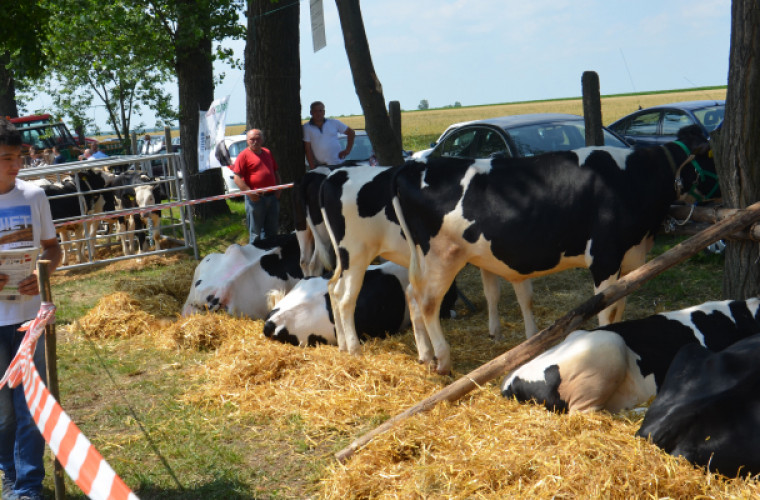  Benice. Wystawa zwierząt i maszyn jużdziś. Sprawdź, jak dojechać - Zdjęcie główne