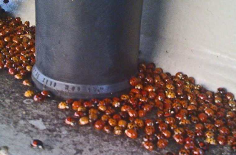 zwielopolski24.pl: Nie do wiary! Poszedł na spacer, a tam... Prawdziwa inwazja [WIDEO]  - Zdjęcie główne