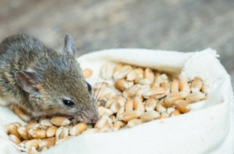Myszy - jak pozbyć się niechcianych lokatorów? - Zdjęcie główne