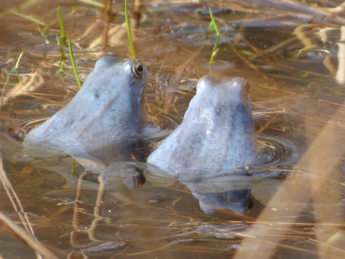 Niebieskie żaby w powiecie krotoszyńskim