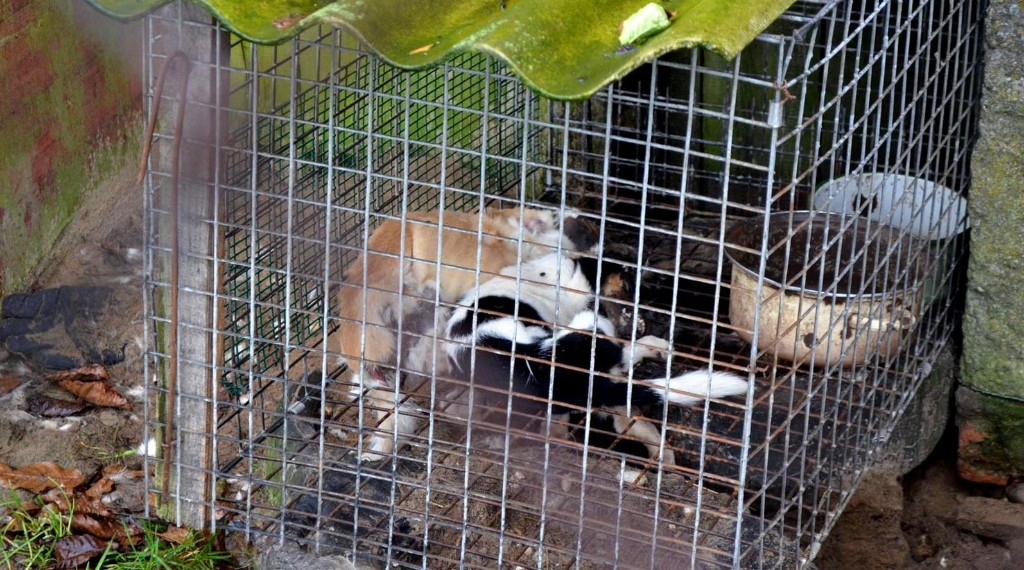 Interwencja obrońców zwierząt na fermie lisów pod Krotoszynem