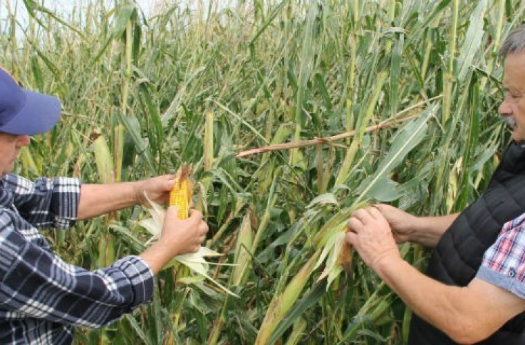Jak sprawdzić, czy kukurydza nadaje się już do skoszenia? - Zdjęcie główne