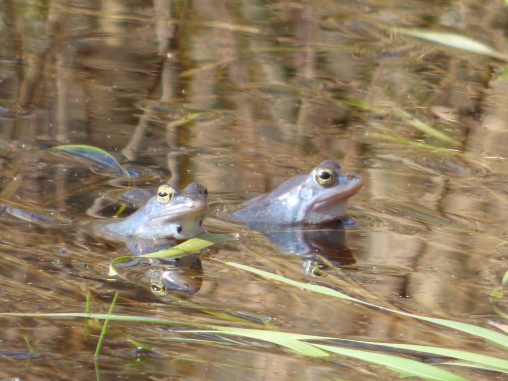 Niebieskie żaby w powiecie krotoszyńskim