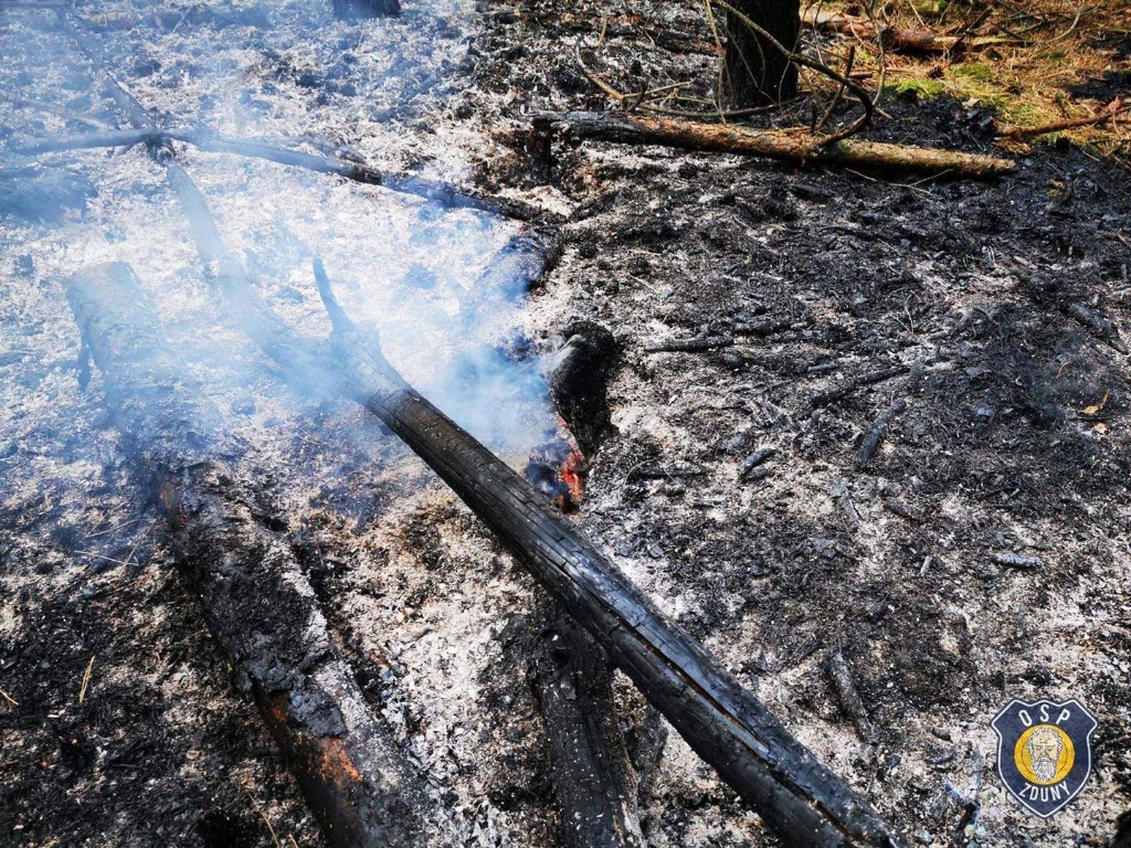 Pożar ściółki leśnej - Zdjęcie główne