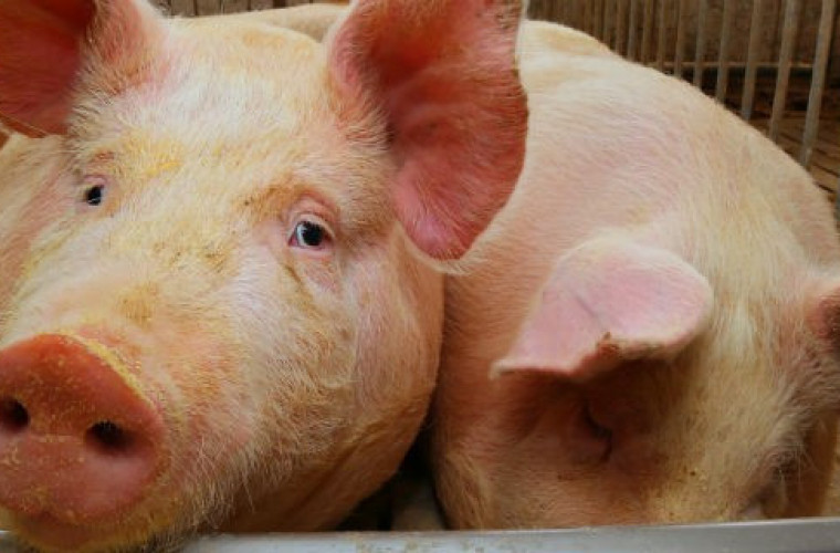 Ekspert o cenach świń. Co się wydarzy w grudniu? - Zdjęcie główne
