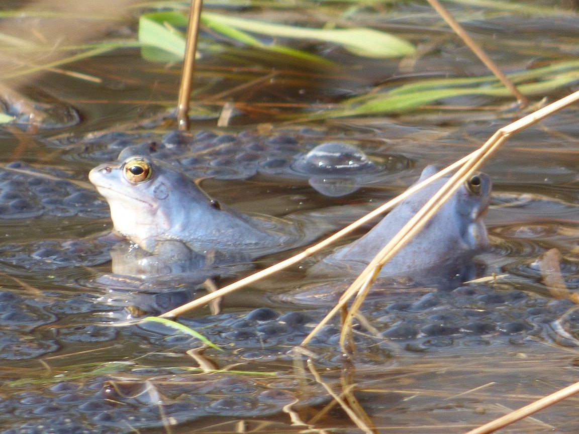 Niebieskie żaby w powiecie krotoszyńskim