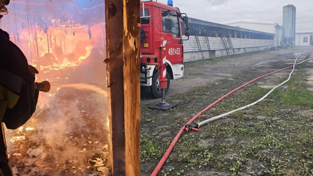 Krotoszyn. Strażacy walczyli z pożarem kurnika - Zdjęcie główne