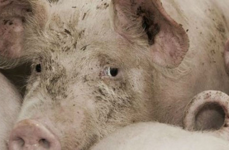 ASF. Walka z wirusem na ulotki - Zdjęcie główne