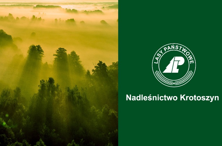 Jak zmieniają się polskie lasy? - Zdjęcie główne