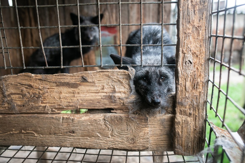 Interwencja obrońców zwierząt na fermie lisów pod Krotoszynem