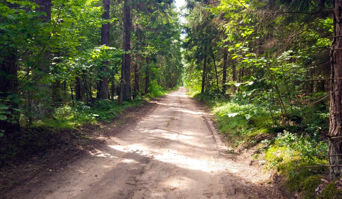 Stary Kobylin. Pojechał do lasu. Gdy go znaleziono, na ratunek było za późno - Zdjęcie główne