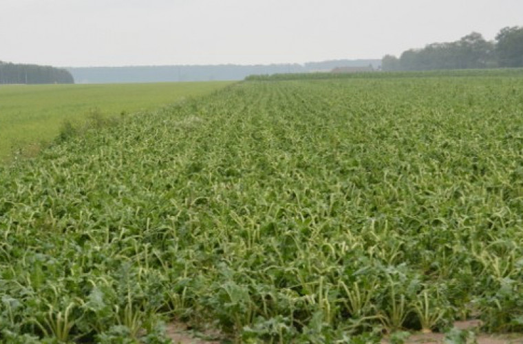 Rozdrażew: Wójt pisze do Beaty Szydło. "Rodzi to poczucie niesprawiedliwości..."..  - Zdjęcie główne