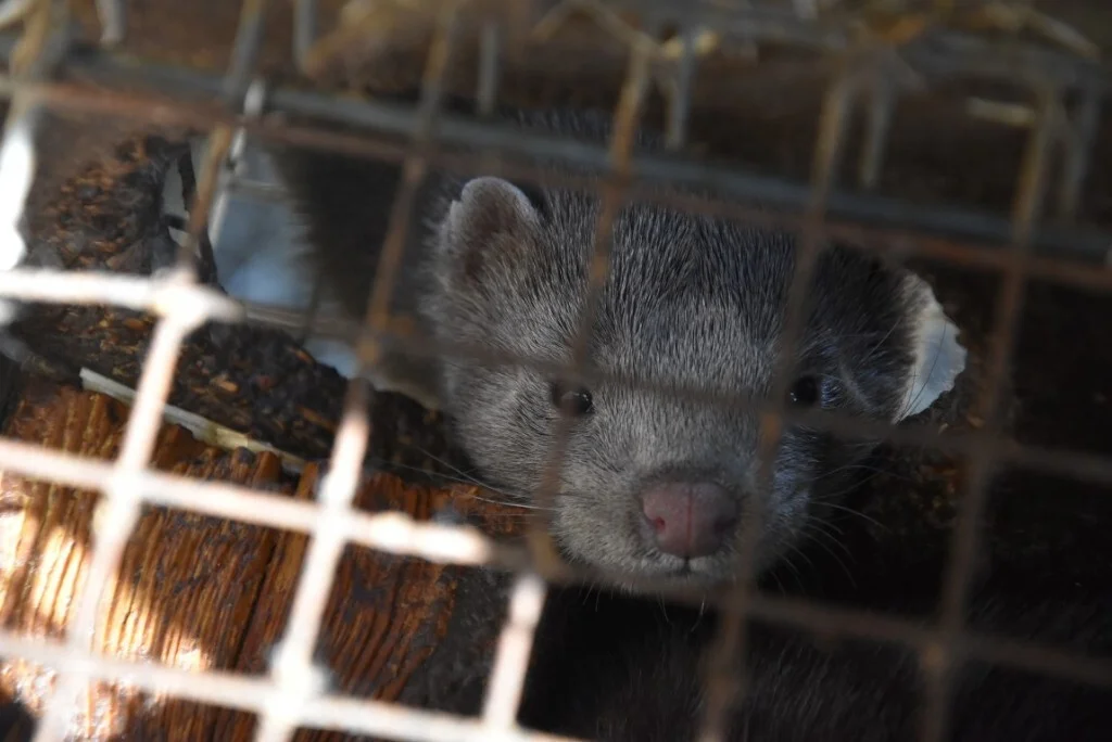 Powiat krotoszyński. Koronawirus na fermie norek - Zdjęcie główne