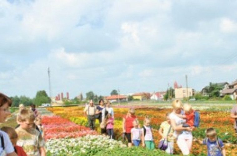 Wśród kwiatów, warzyw i ziół - Zdjęcie główne