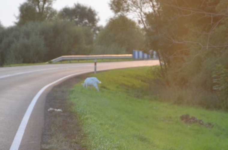 Bezdomna koza w Kuklinowie - Zdjęcie główne