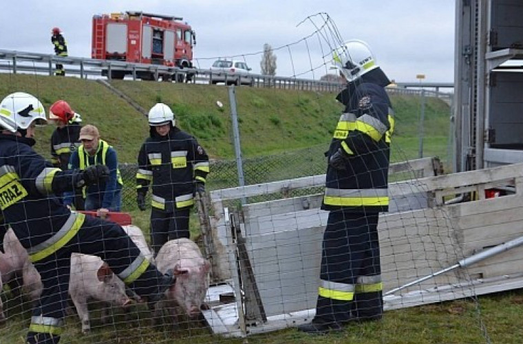 Wypadek ciężarówki. A2 zablokowana. Świnie biegają po drodze - Zdjęcie główne