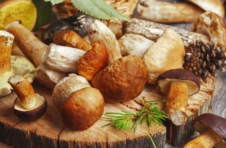 Grzybobrania czas - Zdjęcie główne