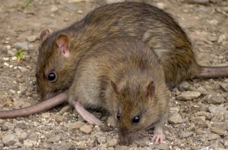 Sanepid ostrzega: Plaga szczurów w powiecie krotoszyńskim - Zdjęcie główne