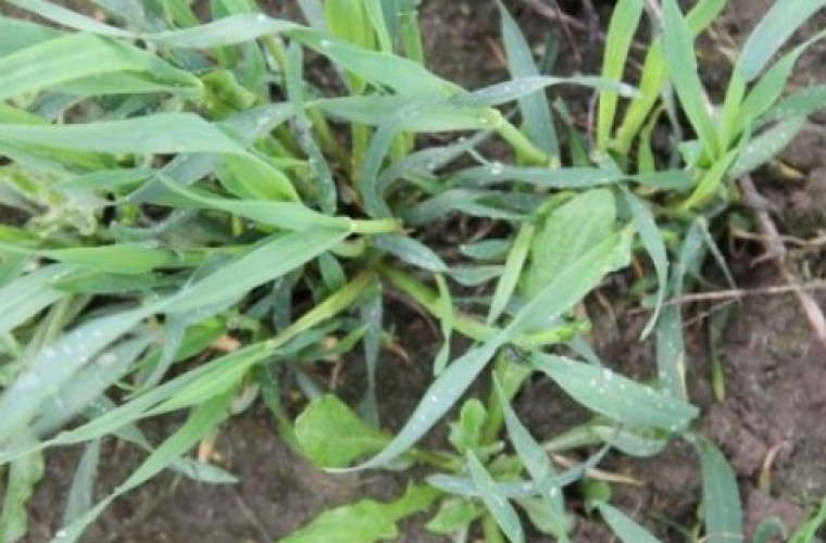 Jak skutecznie zlikwidować chwasty? - Zdjęcie główne