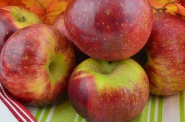 Jabłka - niskie zbiory, wysokie ceny - Zdjęcie główne