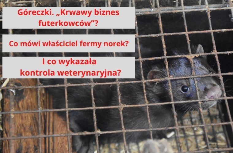 Góreczki. „Krwawy biznes futerkowców”. Co mówi właściciel fermy norek? - Zdjęcie główne